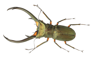 Stag Beetle Transparent Background PNG image with transparent background