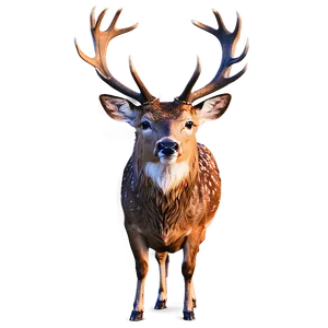 Stag Deer Illustration Png Gal PNG Image