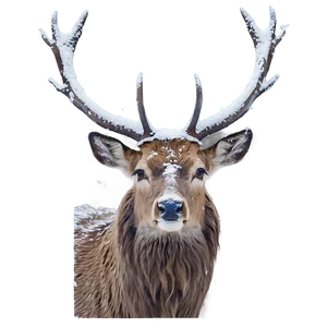 Stag In Snow Png 06292024 PNG Image