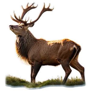 Stag Wildlife Photography Png Rdv PNG Image