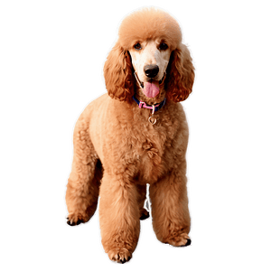 Standard Poodle Image PNG 33 PNG image with transparent background