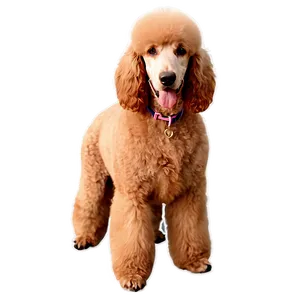 Standard Poodle Image Png 33 PNG Image