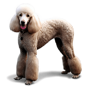 Standard Poodle Image PNG 68 PNG image with transparent background