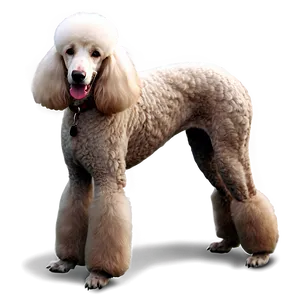 Standard Poodle Image Png 68 PNG Image