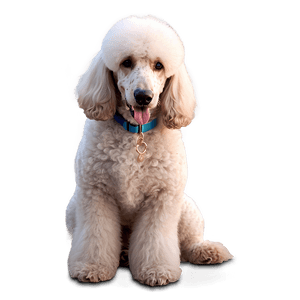 Standard Poodle Image PNG 99 PNG image with transparent background