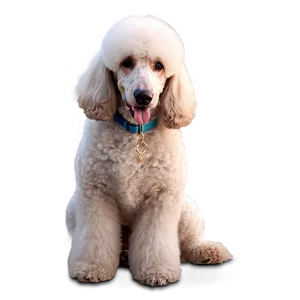 Standard Poodle Image Png 99 PNG Image