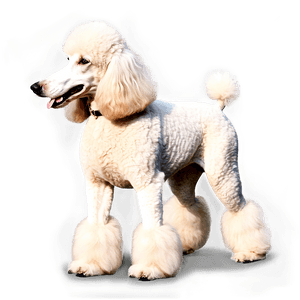 Standard Poodle Image PNG ihq PNG image with transparent background