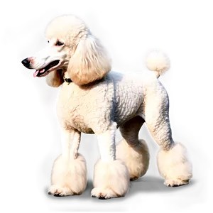 Standard Poodle Image Png Ihq PNG Image