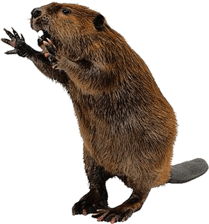 Free Beaver Pngs - Beaver Png PNG image with transparent background