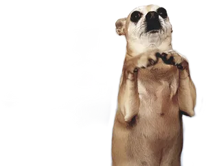 Standing Chihuahua Cute Pose PNG Image