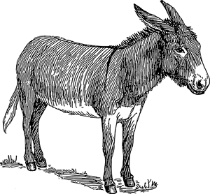 Donkey, Head, Standing, Animal, Tail, Ears, Mammal - Black And White Image Of Donkey, HD Png Download PNG image with transparent background