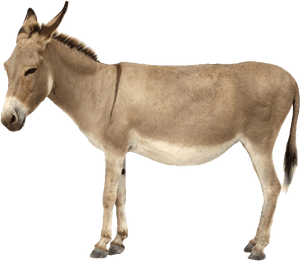 Donkey Png - Donkey Png - Donkey With White Background, Transparent Png PNG image with transparent background