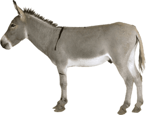Transparent Burro Png - Donkey Png, Png Download PNG image with transparent background