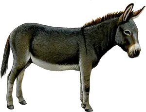 Standing Donkey Transparent Background.png PNG Image