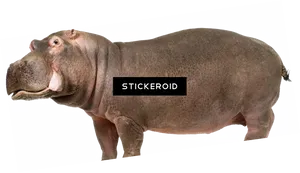 Standing Hippopotamus Cutout PNG Image