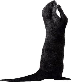 Otter Png Picture - Otter Standing Up Png, Transparent Png PNG image with transparent background