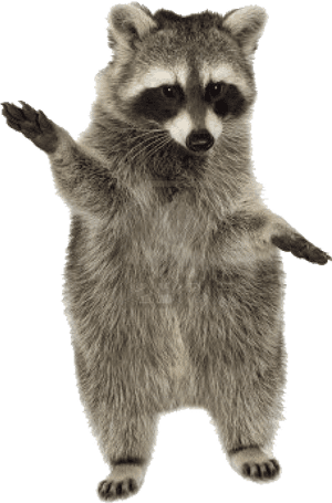 Raccoon Png Photo - Raccoon Transparent Gif, Png Download PNG image with transparent background