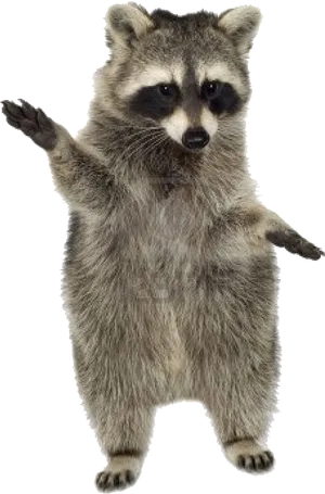 Standing Raccoon Gesture PNG Image