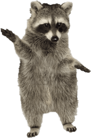 Standing Raccoon Gesture PNG image with transparent background
