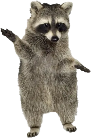 Standing Raccoon Gesture PNG Image