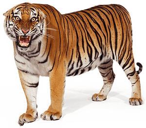Standing Tiger Png Picture - Bengal Tiger White Background PNG image with transparent background