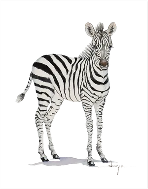 Standing Zebra Illustration PNG Image