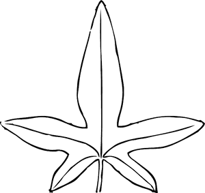 Black, Outline, Leaf, White, Template, Plant, Leaves - Tropical Rainforest Leaves Template, HD Png Download PNG image with transparent background