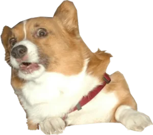 Startled Corgi Expression PNG Image