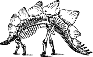 Stegosaurus Skeleton Illustration PNG image with transparent background