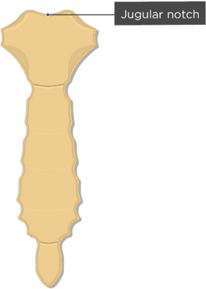 Sternum Body, HD Png Download PNG image with transparent background
