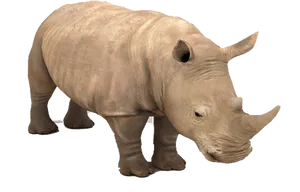 Stoic Rhinoceros Profile PNG Image