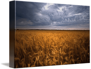 Wheat Field Png - Field, Transparent Png PNG image with transparent background