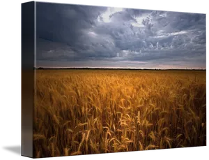 Stormy Sky Over Golden Wheat Field PNG Image