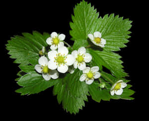 Strawberry Plant Flowers PNG image with transparent background
