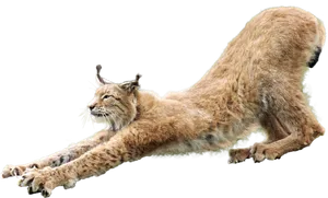 Stretching Lynx Transparent Background PNG Image