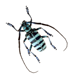 Striped Beetle Specimen PNG image with transparent background