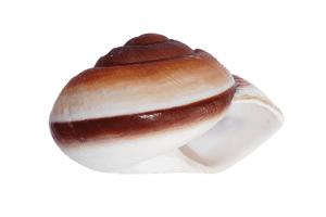 Striped Brown Seashellon White PNG image with transparent background