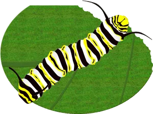 Striped Caterpillaron Leaf PNG Image