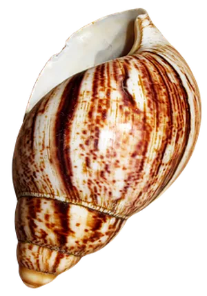 Striped Marine Conch Shell PNG Image