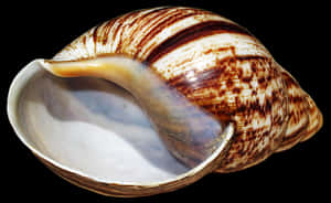 Striped Marine Shellon Black Background.jpg PNG image with transparent background
