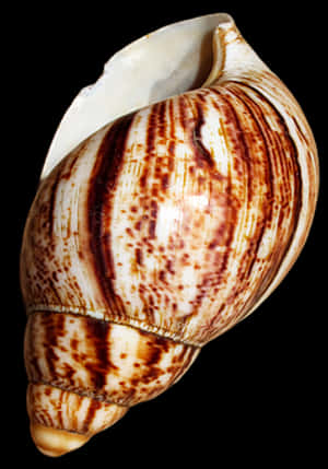 Striped Marine Shellon Black Background.jpg PNG image with transparent background