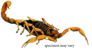 Striped Scorpion Specimen.png PNG Image