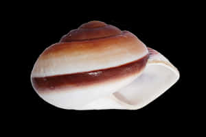 Striped Seashellon Black Background PNG image with transparent background