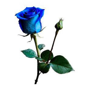 Stunning Blue Rose PNG 06202024 PNG image with transparent background