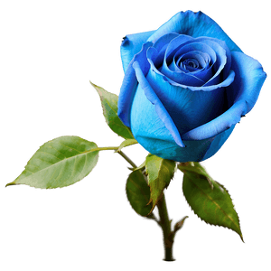 Stunning Blue Rose PNG 06202024 PNG image with transparent background