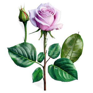 Stunning Blue Rose PNG 38 PNG image with transparent background