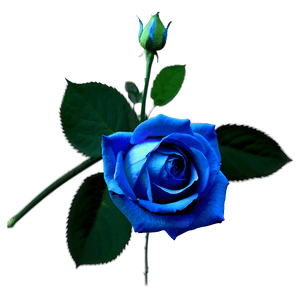 Stunning Blue Rose PNG 82 PNG image with transparent background