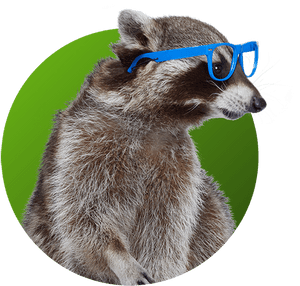 Raccoon - Gladys Glass - Punxsutawney Phil, HD Png Download PNG image with transparent background