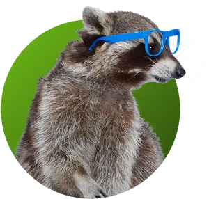 Stylish Raccoon With Blue Glasses PNG Image