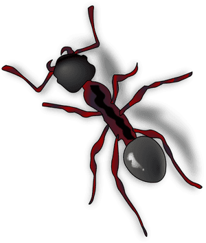 Ant Png - Ant Clip Art, Transparent Png PNG image with transparent background